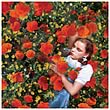 Wizard of Oz Dorothy Poppies Canvas Art